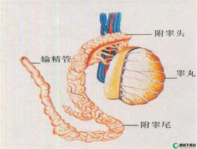 二个蛋蛋摸起来里面都有疙瘩：原因待查